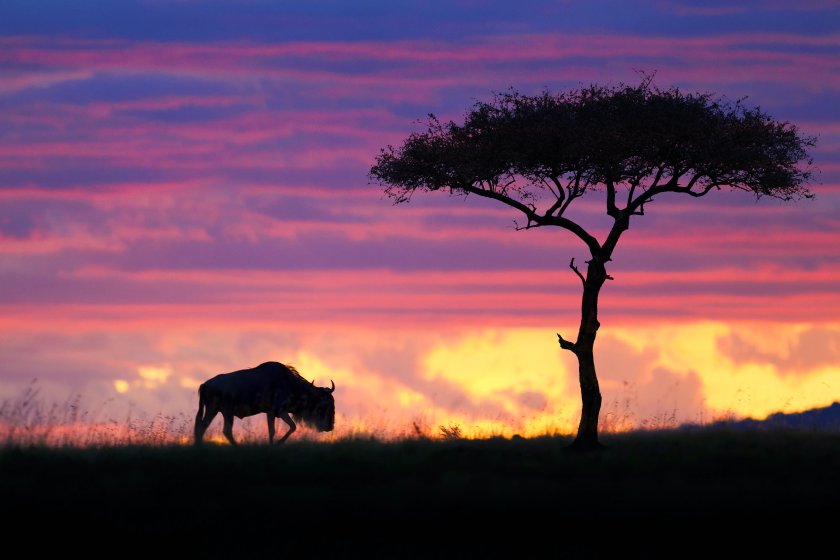 Banner Classic Kenya - 7 Nights / 8 Days
